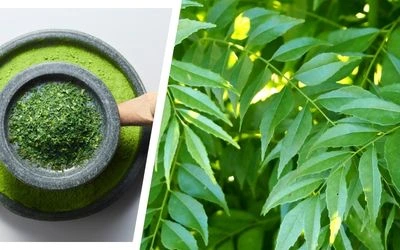 Curry Leaves Powder - fine beige powder in a glass jar