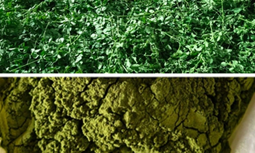 Moringa Leaves Powder - premium nutrient-rich green powder in a bowl